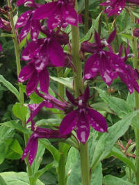 lobelia hadspen purple