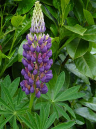 lupine paars roze