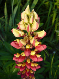 lupinus tequila flame