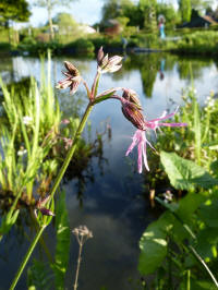 lychnis flos-cuculi - echte koekoeksbloem