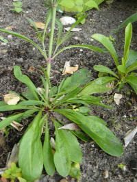 lychnis yunnanensis