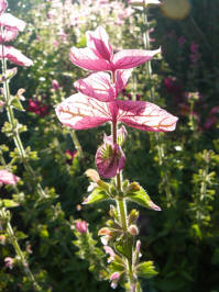 salvia viridis pink swan