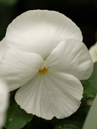 viola wittrockia swiss giant white