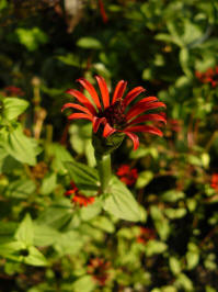 zinnia tenuifolia red spider